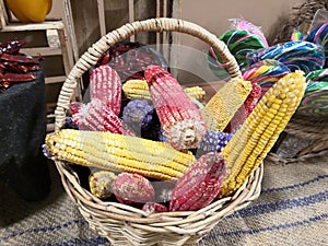 Colorful mexican corn diferent photo