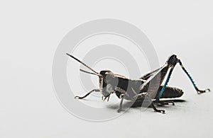 Colorful Mexican grasshopper details