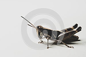 Colorful Mexican grasshopper details