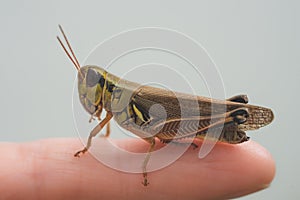 Colorful Mexican grasshopper details