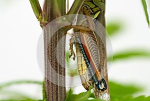 Colorful Mexican grasshopper details