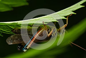 Colorful Mexican grasshopper details