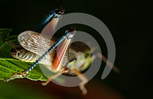 Colorful Mexican grasshopper details