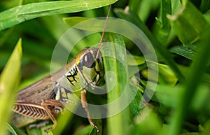 Colorful Mexican grasshopper details