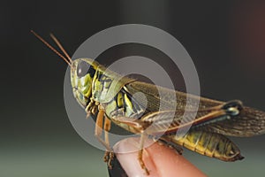 Colorful Mexican grasshopper details