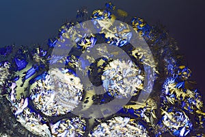 Colorful micro crystals in polarized light. Photo through a microscope