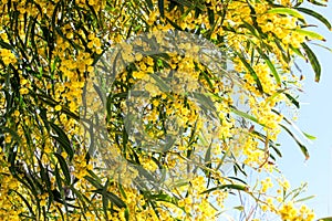 Colorful mimosa in bloom