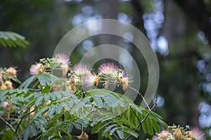 Mimosa Tree in Bloom