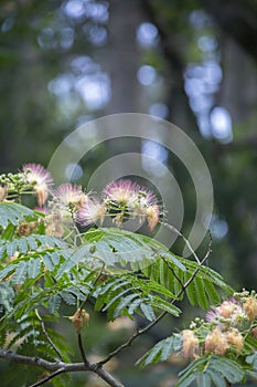 Mimosa Tree in Bloom