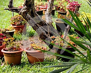 Colorful mini plats growing in pots