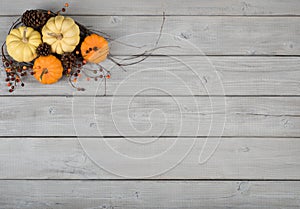 Colorful Mini Pumpkin, fall still life on rustic Gray Wood Board Background with room or space for copy, text, your words