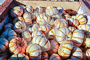 Colorful miniature pumpkins for sale at a Halloween pumpkin patch.