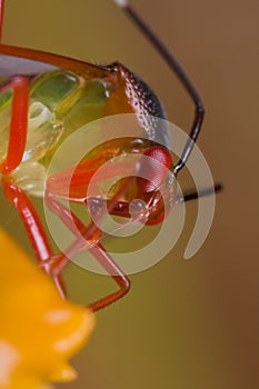 A colorful mirid bug on an orange wildflower