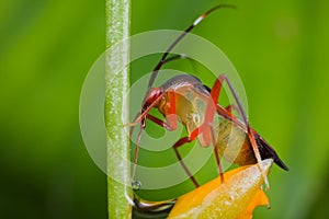 A colorful mirid bug/plant bug on orange wildflowe photo