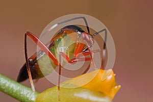 A colorful mirid bug/plant bug on orange wildflowe