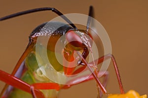 A colorful mirid bug/plant bug on orange wildflowe photo