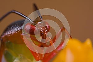 A colorful mirid bug/plant bug on orange wildflowe