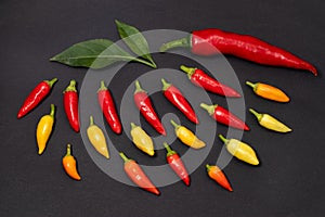 A colorful mix of the freshest and hottest chili peppers
