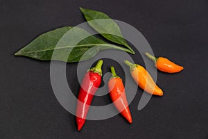 A colorful mix of the freshest and hottest chili peppers