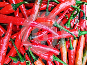 colorful mix of the freshest and hottest red chili peppers photo