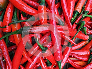 colorful mix of the freshest and hottest red chili peppers. photo