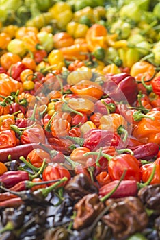 A colorful mix of the hottest chili peppers