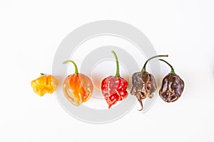 A colorful mix of the hottest chili peppers