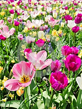 Colorful mix of yellow, pink and red tulips flower bed,  spring park garden, selective focus