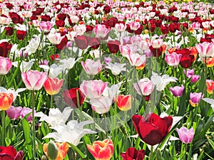 Colorful mix of yellow, pink, white  and red tulips flower bed,  spring park garden