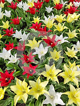 Colorful mix of yellow, white and red tulips flower bed,  spring park garden