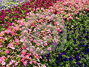 Colorful mixed petunias in decorative garden, bright pink and purple colors,