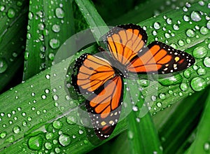 Colorful monarch butterfly on green leaves