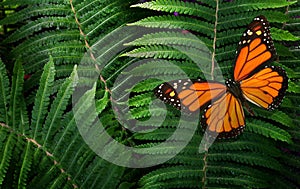 Colorful monarch butterfly on green leaves