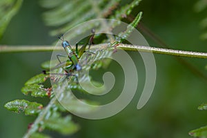 Colorful monkey grasshopper on a fern leaf