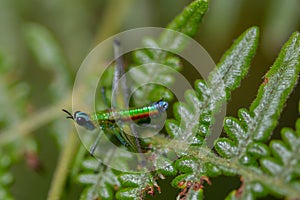 Colorful monkey grasshopper on a fern leaf - lateral view