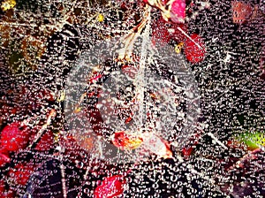 Colorful morning dew on cobweb with red berries background of barberry bush in autumn morning