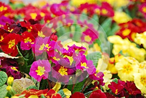 Colorful morning glory flowers