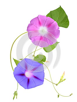 Colorful Morning Glory Flowers Isolated on White Background