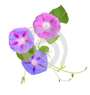 Colorful Morning Glory Flowers Isolated on White Background