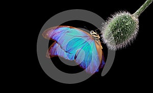 Colorful morpho butterfly on a poppy bud in drops of water. poppy bud close-up. butterfly on a flower. copy space