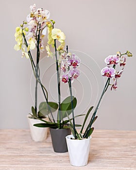 Colorful Moth orchids, Phalaenopsis