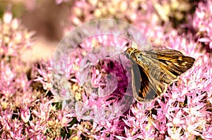 Colorful moth on pink flowers