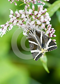 Colorful moth resting on a flower nourishes with nectar