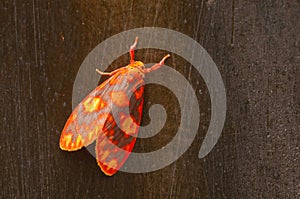 Colorful moth