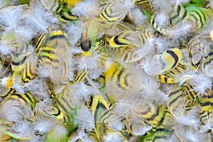 Colorful motley parrot feathers. Background of little feathers of bird