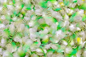 Colorful motley parrot feathers. Background of little feathers of bird