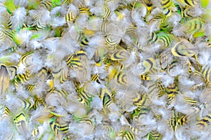 Colorful motley parrot feathers. Background of little feathers of bird