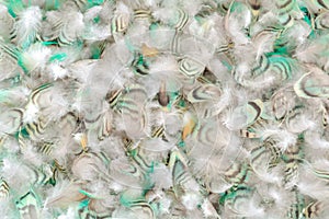 Colorful motley parrot feathers. Background of little feathers of bird