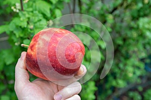 Colorful mottled apple in the hand of a man.