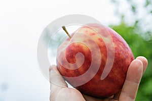 Colorful mottled apple in the hand of a man.